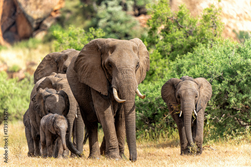 Elephant herd hanging around in a Game Reserve in the Tuli Block in Botswana.