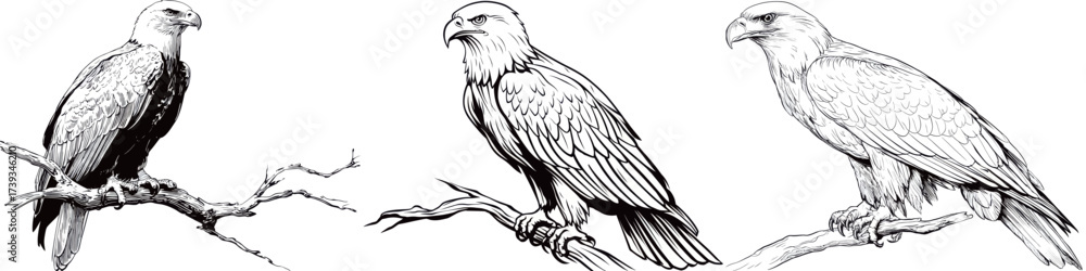 Fototapeta premium Three eagles are resting on tree branches, showcasing their striking features and powerful presence.