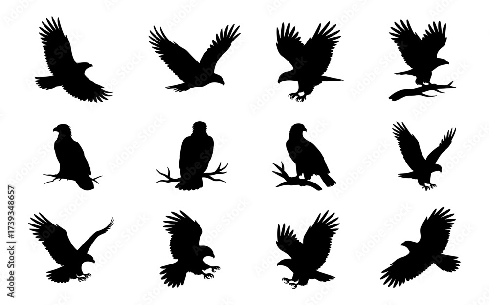 Obraz premium Eagle Silhouette Set Collection Vector Illustration