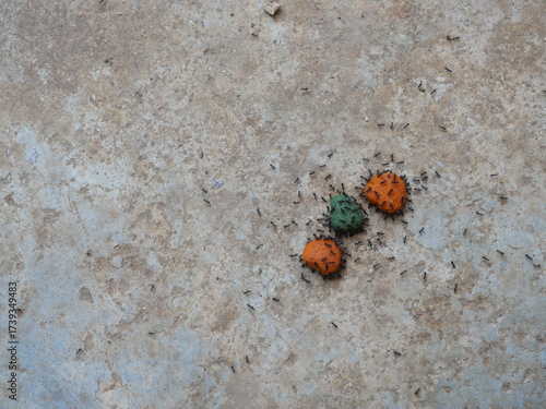 Swarm of black ants crawling and eating dry dog food or kibble on concrete floor