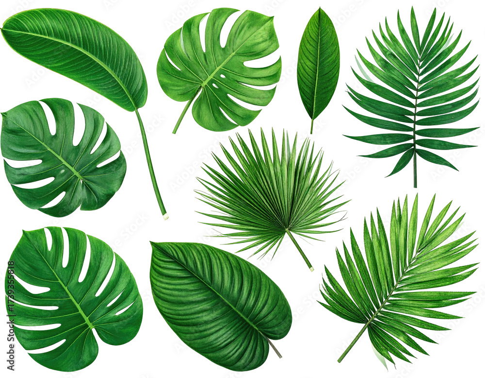 Fototapeta premium Assortment of lush, bright green tropical leaves, arranged against a white background
