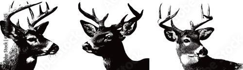 Three deer heads are displayed in a black and white format, highlighting their distinct antler shapes and facial characteristics in a visually captivating manner.