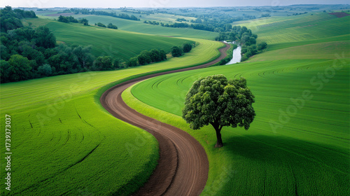 Aerial view of a winding dirt road curving through vibrant green agricultural fields with a solitary tree beside the path, creating a tranquil rural landscape.