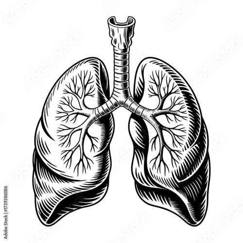 Anatomical Illustration of Human Lungs Detailed Black and White Depiction for Medical or Educational Purposes Showing Respiratory System and Organ Structure