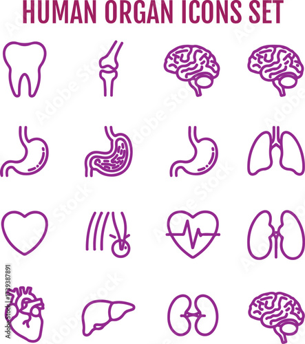 Human organ icons set human organs medical