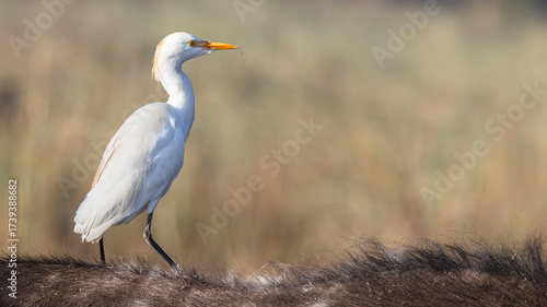 Western Cattle Egret (Veereier) (Bubulcus ibis) in flight and among buffaloes seen in Rietvlei Nature Reserve, Pretoria, Gauteng, South Africa