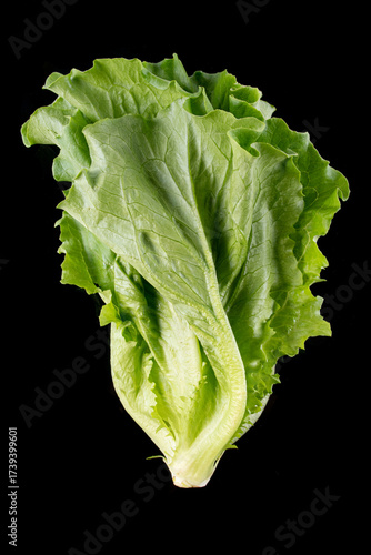 lettuce