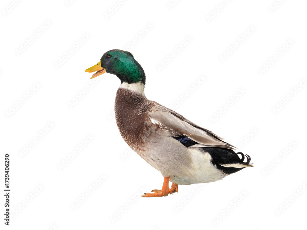 Obraz premium duck isolated on white background