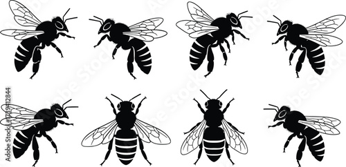 Bee silhouette illustrations, insect anatomy icons, top view, side view, wings, antennae, pollination, entomology, vector set, black design