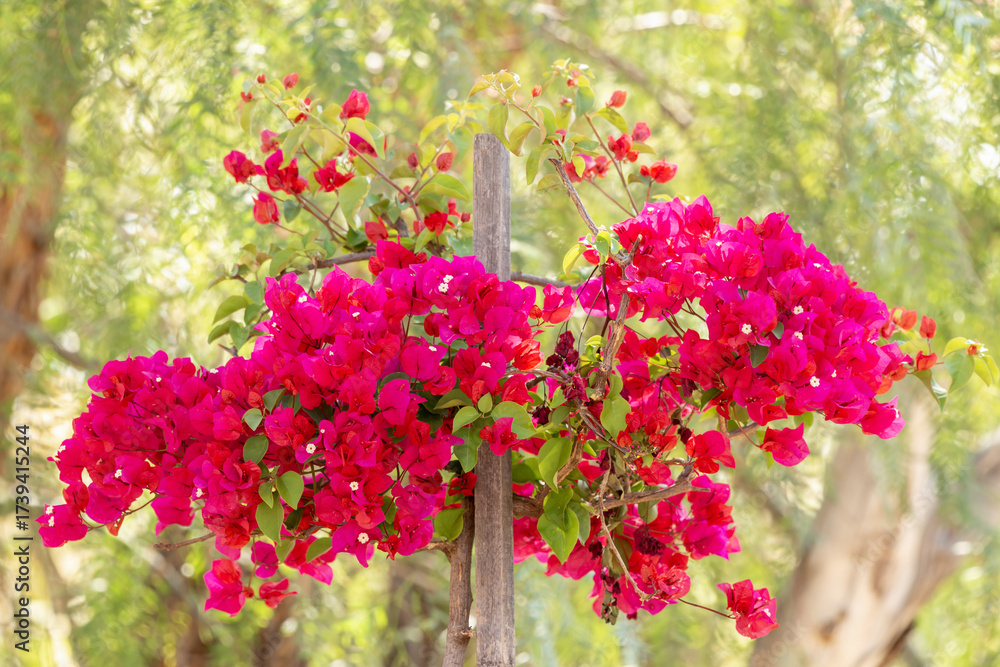 Fototapeta premium Bougainvillier rouge