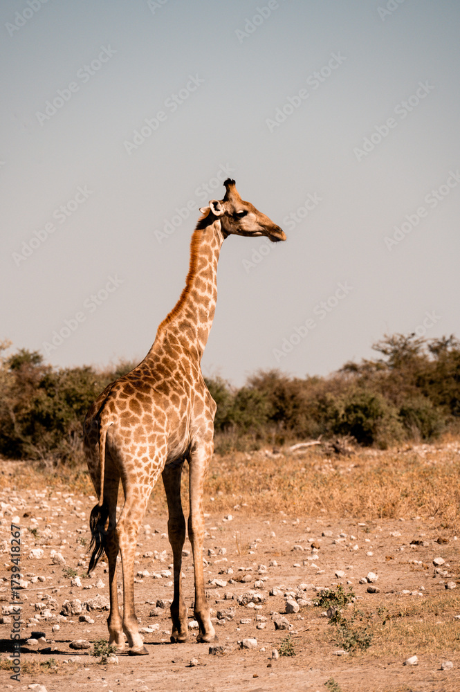 Obraz premium Girafe dans la savane