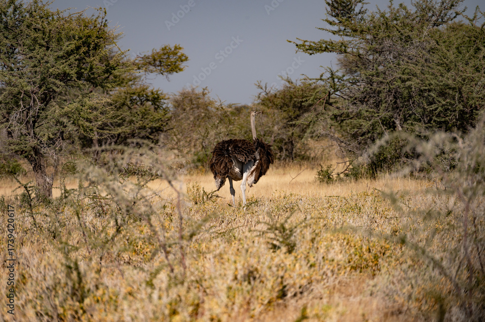 Naklejka premium Autruche perdue dans la savane