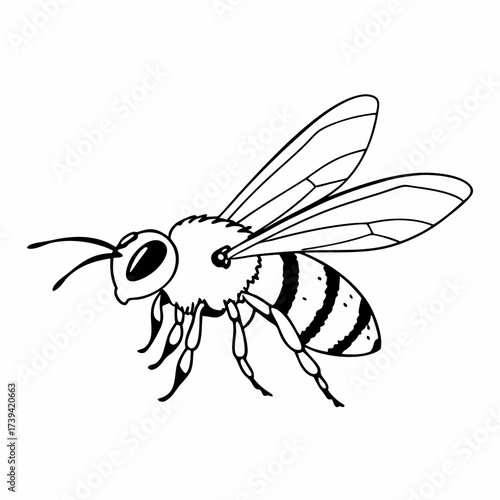 Black and white line drawing of a bee in profile with striped abdomen and detailed wings insect