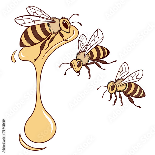 Three bees interacting with a dripping blob of honey on a white background Keywords: bees, honeybee, insects, honey, dripping, sweet, nectar, food, dessert, nature, agriculture, wildlife, animal