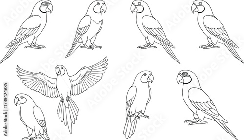 Parrot line drawings, bird poses, flying and perched parrots, tropical wildlife sketch, beak and feather details, educational, clean, artistic, nature