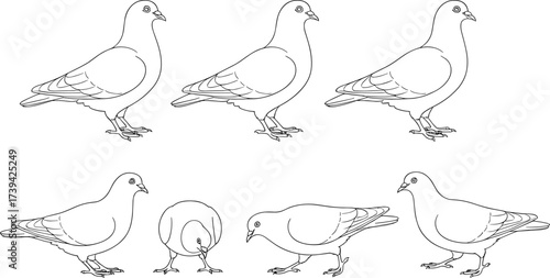 Pigeon line art, bird poses, pecking and walking stances, avian anatomy, nature illustration, wildlife sketch, minimal design, educational, clean, simple