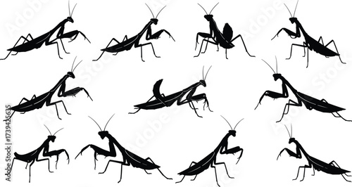Praying mantis silhouette set, insect vector icons, black and white sketch, predatory pose grid, entomology design illustration