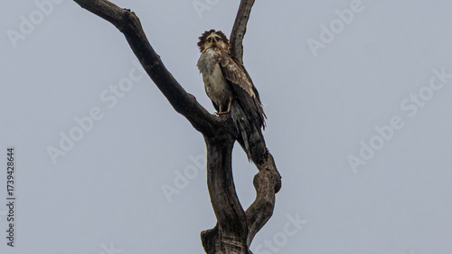 Hawk