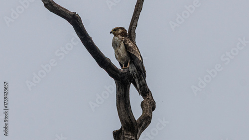 Hawk