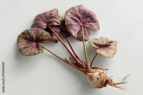 Taro on a white background