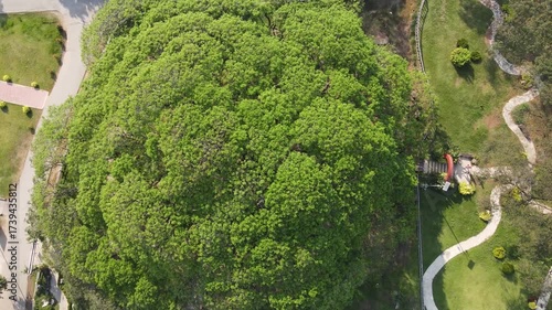 Aerial View of Lush Green Tree Canopy Natures Tranquil Landscape with Vibrant Foliage, Pathways, and Outdoor Gardens in Serene Park Setting.
