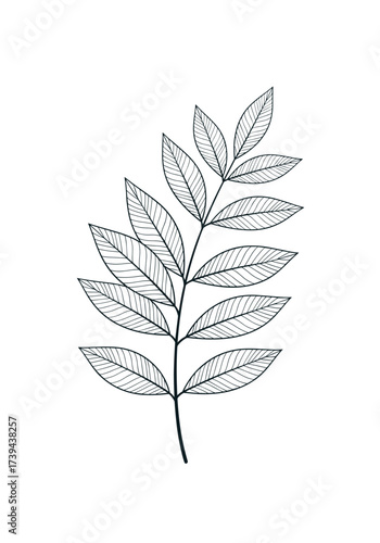 A delicate illustration of a compound leaf with small oval-shaped leaflets arranged along a central stem.