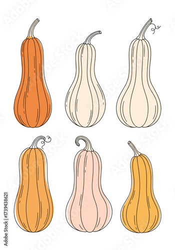 A delightful arrangement of six distinct varieties of autumnal squash in an artistic illustration style.