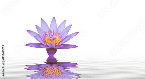 A delicate purple water lily floats gracefully on rippling water with a clean white background