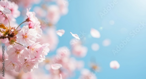 Delicate pink cherry blossoms gently falling against a soft blue sky