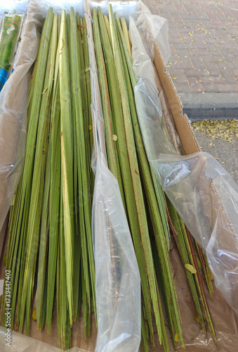 Lulav. One of symbols of the Jewish festival of Sukkot