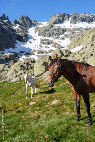 Horses grazing on a green alpine meadow in Sierra de Gredos, Spain, with rocky mountains, snow patches, and a clear blue sky creating a peaceful, wild mountain landscape.