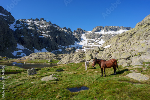 Horses grazing on a green alpine meadow in Sierra de Gredos, Spain, with rocky mountains, snow patches, and a clear blue sky creating a peaceful, wild mountain landscape.