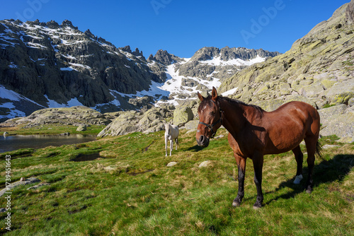 Horses grazing on a green alpine meadow in Sierra de Gredos, Spain, with rocky mountains, snow patches, and a clear blue sky creating a peaceful, wild mountain landscape.