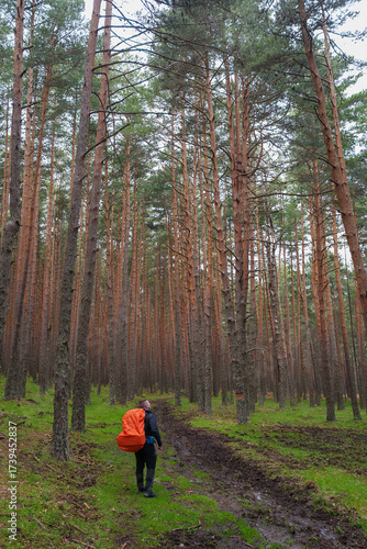 Solo hiker with an orange backpack trekking through a lush pine forest in Sierra de Guadarrama, Spain. The ground is muddy, surrounded by tall, slender pine trees.