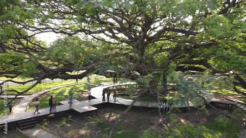 Ancient Tree and Winding Pathway Green Landscape for Visitors to Relax and Enjoy Nature in Outdoor Park
