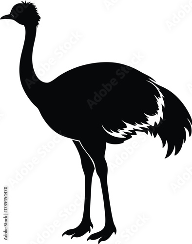 Vector illustration of a wild ostrich with a long neck and beak isolated on a white background as a nature wildlife animal