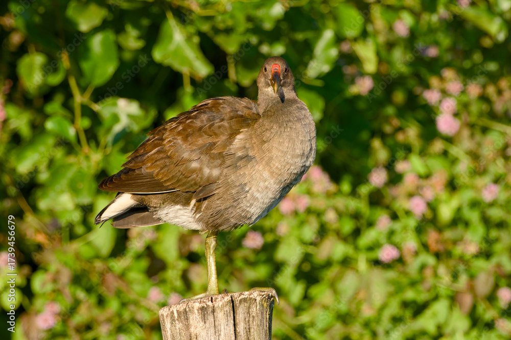 custom made wallpaper toronto digitalYoung common moorhen standing on a wooden post