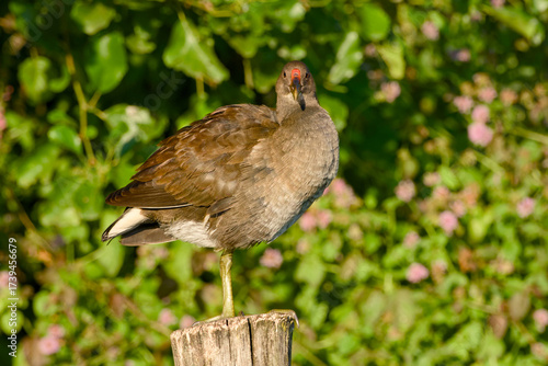 Wallpaper Mural Young common moorhen standing on a wooden post Torontodigital.ca