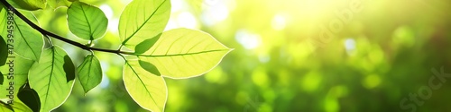 Fresh green leaves background image for spring summer season nature foliage and bright sunlight bokeh effect