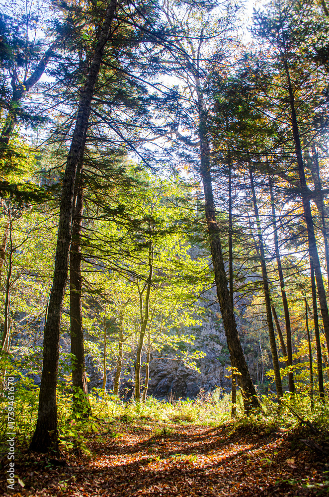 Fototapeta premium sun rays in the forest