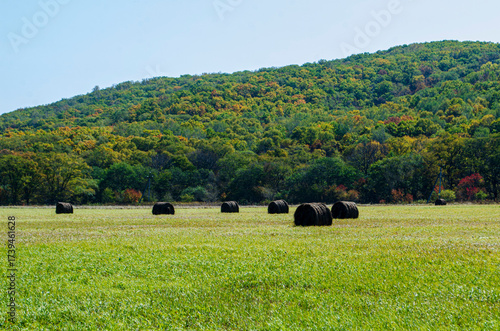 cows in the field