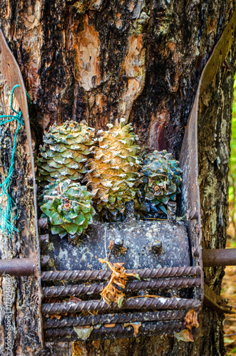 autumn in the forest