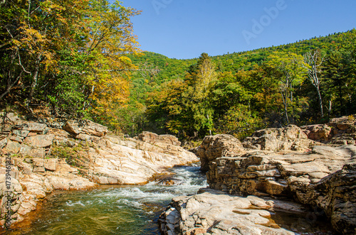 river in the forest