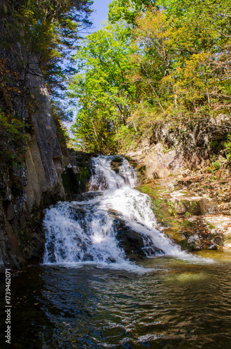 river in the forest