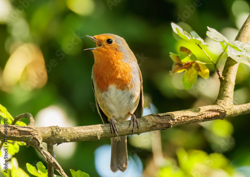 Singing Robin Red-breast