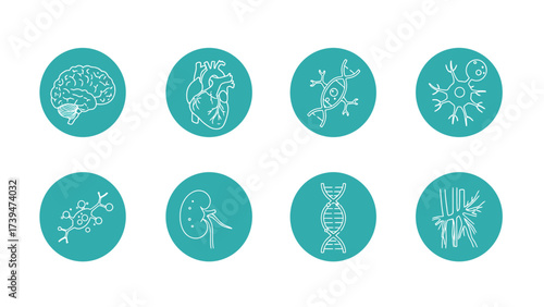 Comprehensive Human Anatomy And Biology Line Art Icons Set