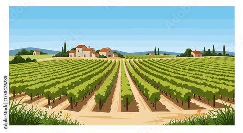 Vineyard landscape with rows of green vines buildings and blue sky