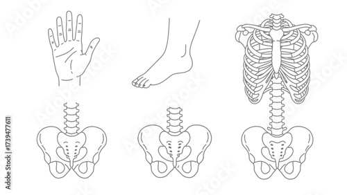 Human Anatomy Outline Set: Hand, Foot, Rib Cage, Spine, and Pelvis Diagrams