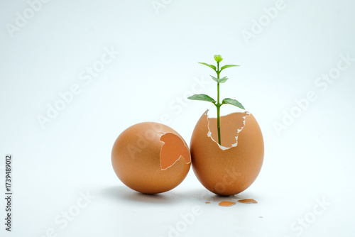 Wallpaper Mural A green plant growing from a broken egg shell with another whole egg beside it, symbolizing growth, life, and sustainability on a white background Torontodigital.ca