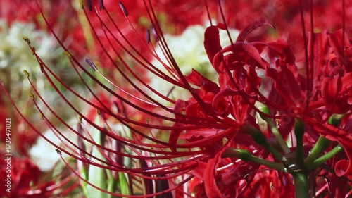 彼岸花(曼珠沙華)の輝く【まっ赤】な美しさ。クローズアップでゆらゆら。